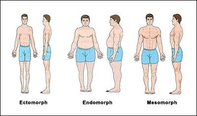 The Different Body Types: Ectomorph, Endomorph or Mesomorph, What Is ...