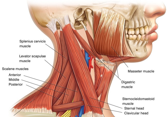 NECK STRENGTHENING TECHNIQUES THAT YOU MUST KNOW