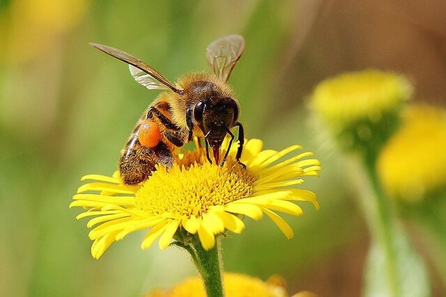 15 Health Benefits of Raw Unfiltered Honey You Might Not Know